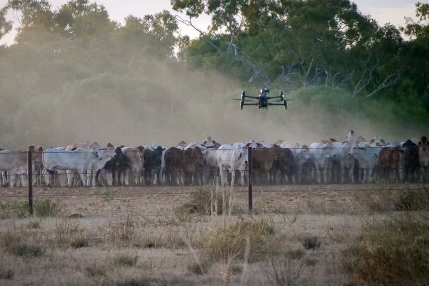 SkyKelpie drone with cattle in foreground